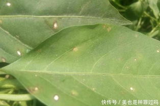 玻璃翠花发黄，如何对症下药恢复生机