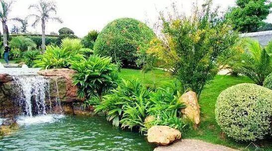 园林植物的骨架与背景：乔木的艺术表现