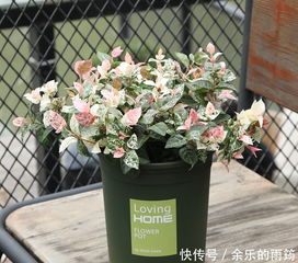 网红绿植， 小院新宠