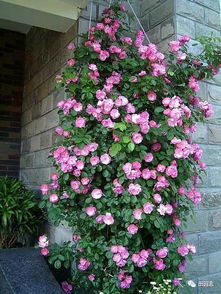 耐寒耐旱？它行不行？