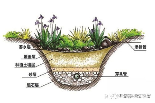 城市绿化那些花儿