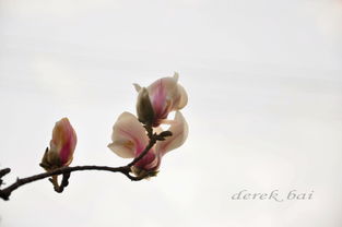 实用辨花三招，让你成为识花达人