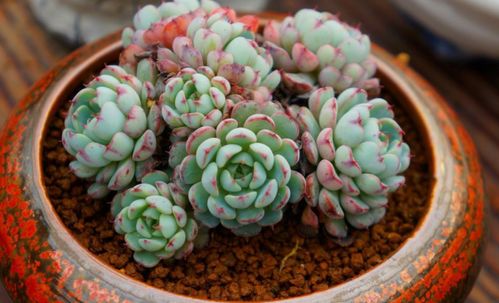 多肉植物的浇水与养护