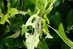 田间观察手记：混放农药酿大祸