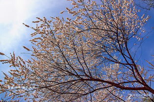 庭院角落，亦藏细微之美