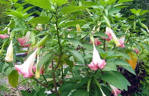 修剪：塑造曼陀罗的美丽身姿