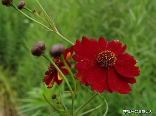 四季花色大揭秘中，春季里哪种花色最为绚烂夺目