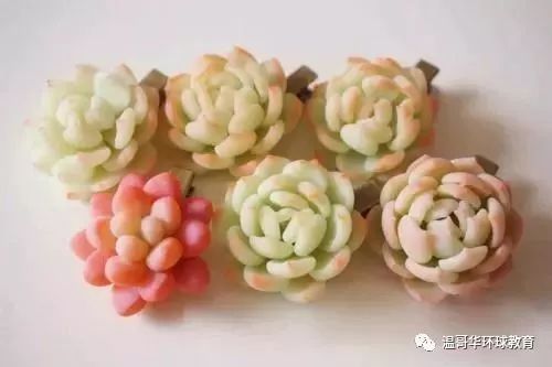 浇水原则，保持土壤微湿