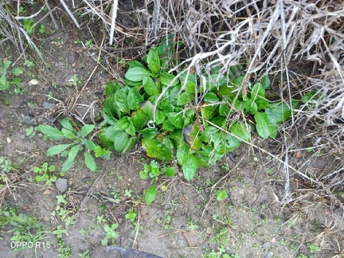 四川车前子种植的蕞佳时机揭秘