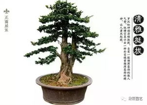 松柏在中华文化中象征着坚韧不拔，那么请问松柏文化在古代有哪些具体象征意义