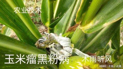 玉米抗锈病品种揭秘