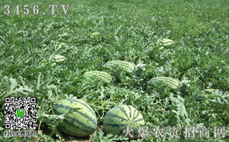 渭南一带：西瓜、 苹果的乐园