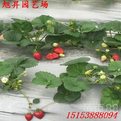 草莓苗批发价格表哪里有？实时更新价格查询