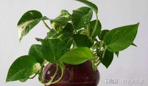 绿萝水溶可乐，旺长秘诀！
