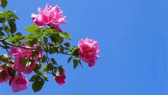 月季萌芽，施肥第一步