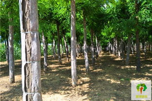 刺槐：耐旱耐寒， 改良土壤