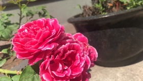 玛丽玫瑰月季：零差评的月季之王