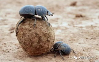 进口种子？别迷信了！