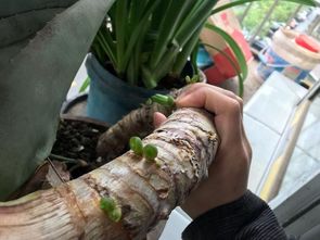 芦荟种植方法？新手如何轻松掌握家庭养殖技巧