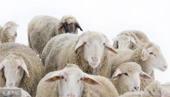 羊增肥饲料配方下育肥羊每日增重能达到多少？