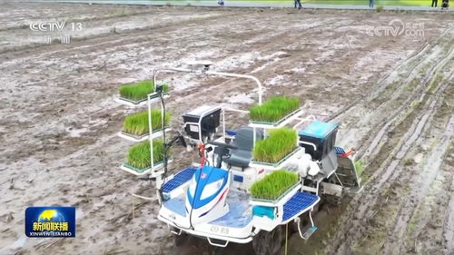 宝应小麦抗白粉病品种大盘点