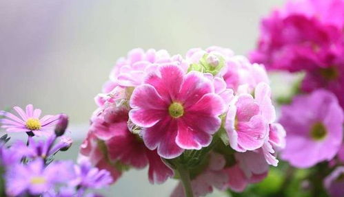 9. 百万小灵：花期长，花型多样