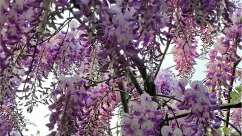 紫藤花品种大揭秘：耐寒程度如何？