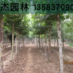 法桐树的价格大揭秘：10-22公分速生法桐树价格一览