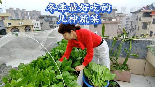 冬季菜园适合种植哪些蔬菜？