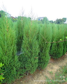 柏树品种、 生长状况和购买地点是关键