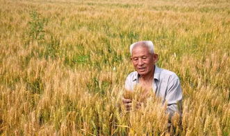 小麦纹枯病：那可恶的小麦噩梦