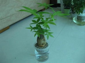 冬季水培发财树养护攻略