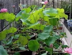 养护不当， 睡莲不开花