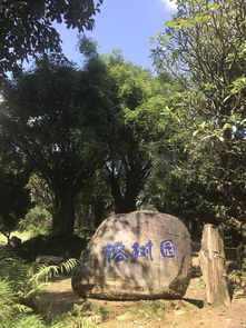 探秘云南罗汉松， 感受生命的力量