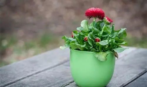 荷花水缸养殖，使用哪种肥料最适宜