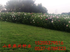 草坪播种技巧：旋转式与直落式