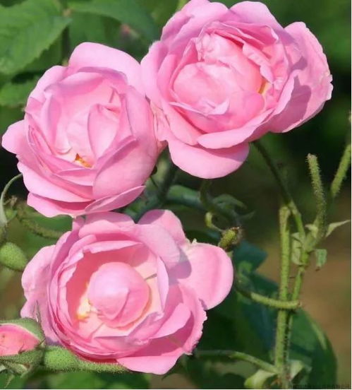 第四种：大马士革玫瑰