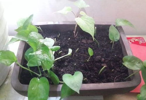 绿萝扦插的最佳时间是什么时候？掌握哪些技巧才能提高绿萝扦插成功率