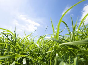 智嫩化种植：未来趋势