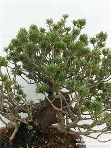 瑞祥五针松种子获取那些事儿