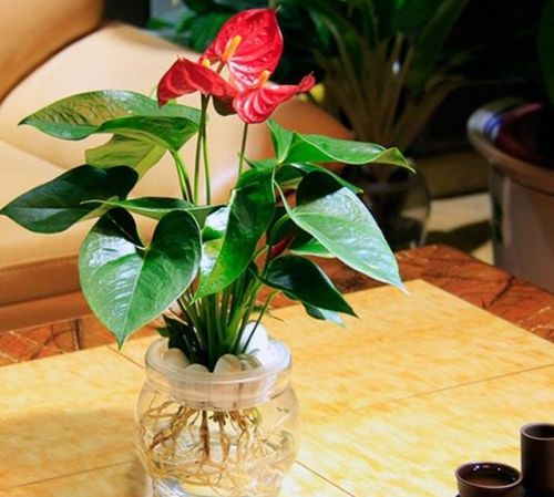 水培植物如何避免强光暴晒影响生长