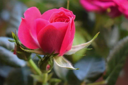 将玫瑰花保存成干花？试试自然风干法