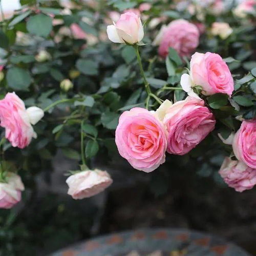 土壤酸化？那是必须解决的