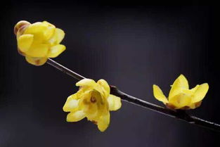 腊梅的生长习性：冬天的使者