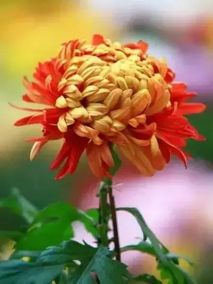 菊花香飘万里你了解它的独特之处吗