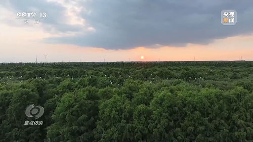 绿色奇迹，大自然的馈赠