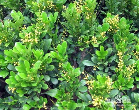 米兰花什么时候剪枝最合适？有哪些剪枝技巧需要注意