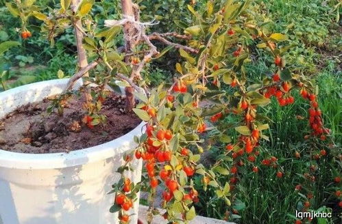盆栽花根系不发达，是土壤问题吗