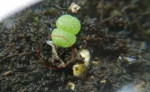 以虫治虫， 环保又高效