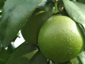 多杀菌素和甲维盐，选哪个geng划算？三天灭虫每亩省200元实测对比！